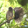 幼鳥たちⅡ