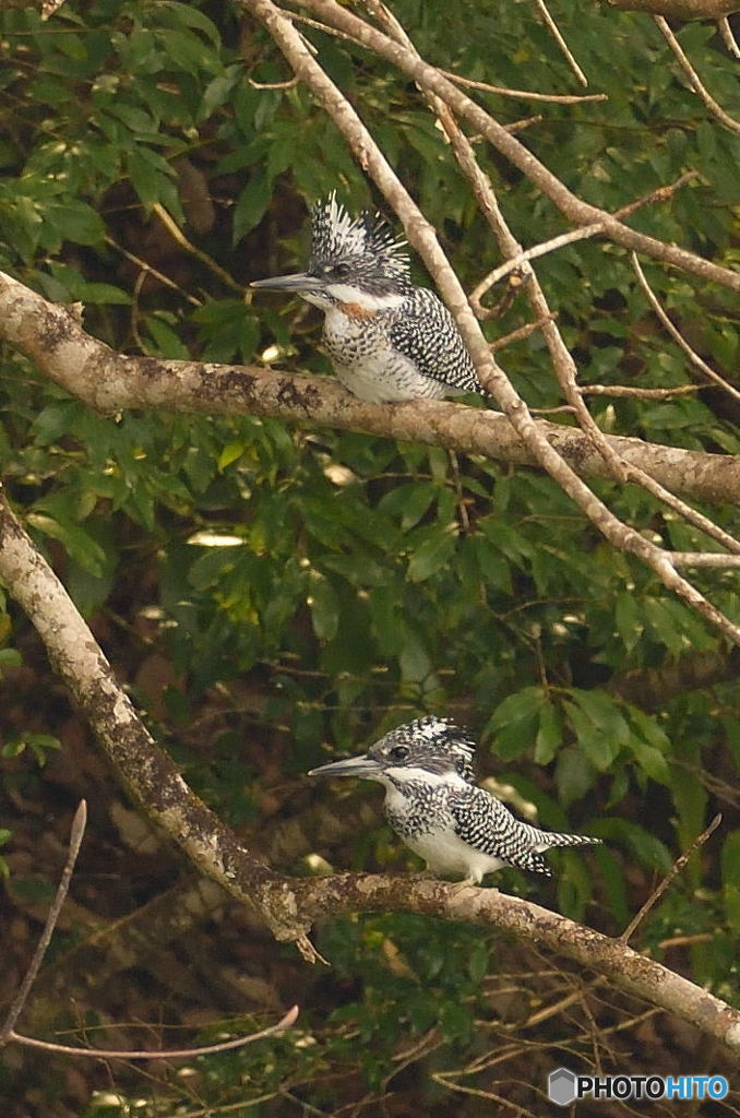 ヤマセミのカップル