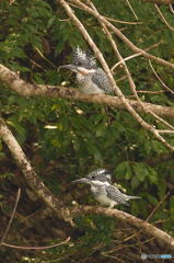ヤマセミのカップル