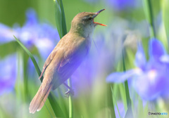 花菖蒲にオオヨシキリ⑬
