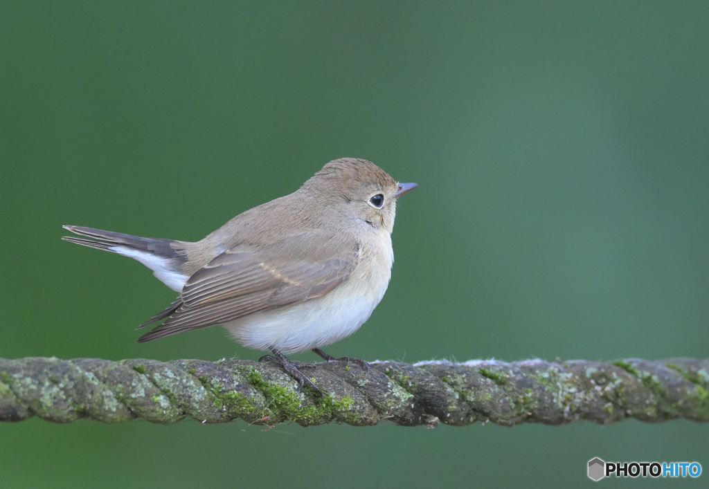 ニシオジロビタキ2022⑤
