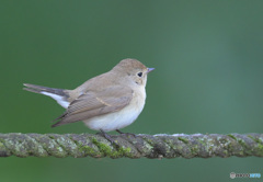 ニシオジロビタキ2022⑤