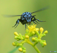 ブルービー2024②