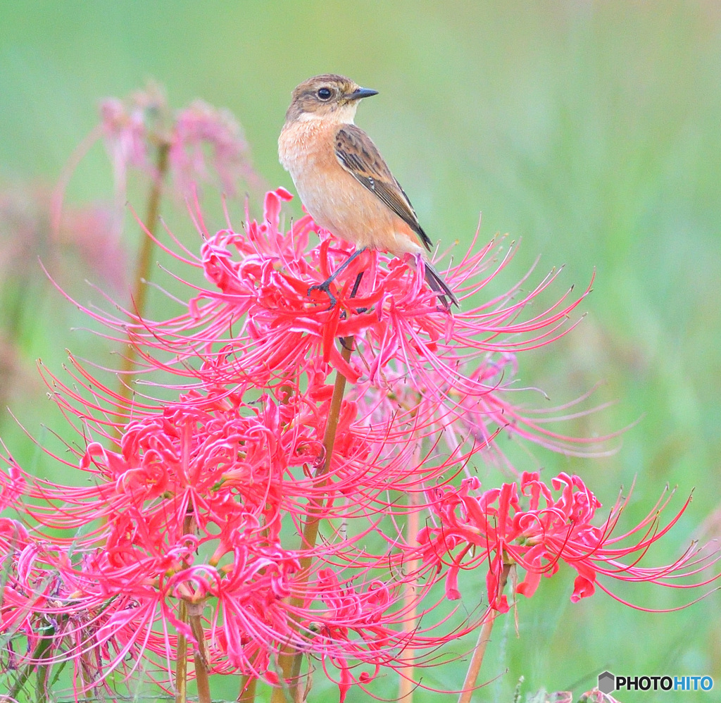 彼岸花にノビタキ⑨
