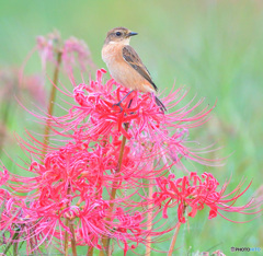 彼岸花にノビタキ⑨