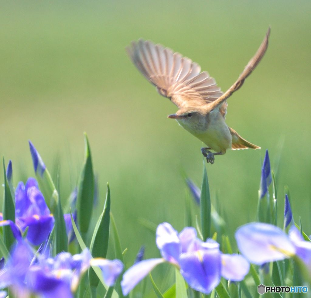 花菖蒲にオオヨシキリ⑦