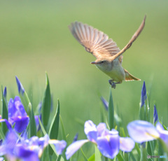 花菖蒲にオオヨシキリ⑦
