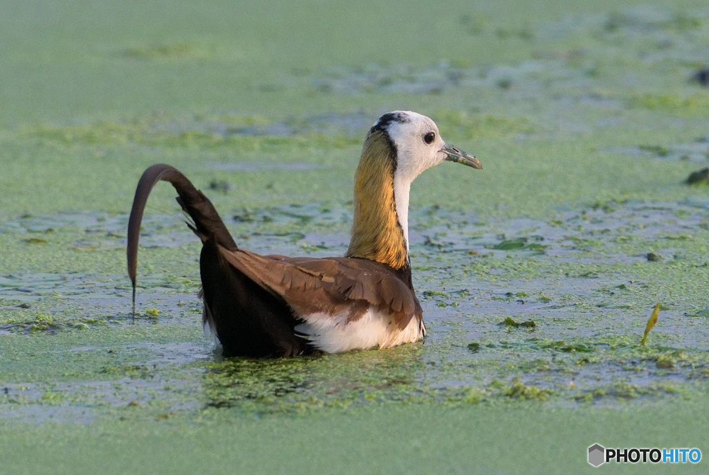 思い出のレンカクさんⅧ