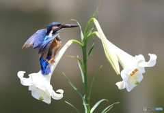 百合に翡翠Ⅲ