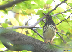 クロツグミ② クロツグミ②