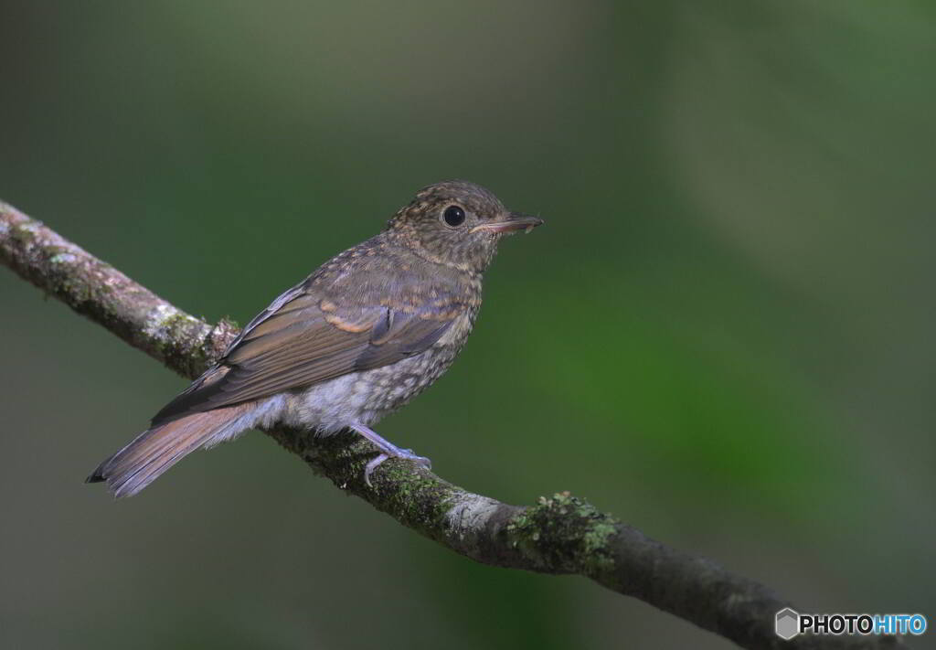 オオルリの雌若