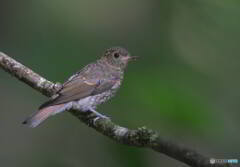 オオルリの雌若