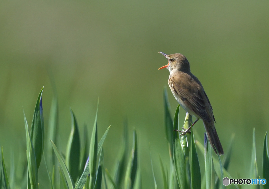 花菖蒲にオオヨシキリ㉗