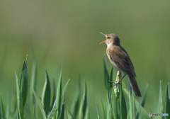 花菖蒲にオオヨシキリ㉗