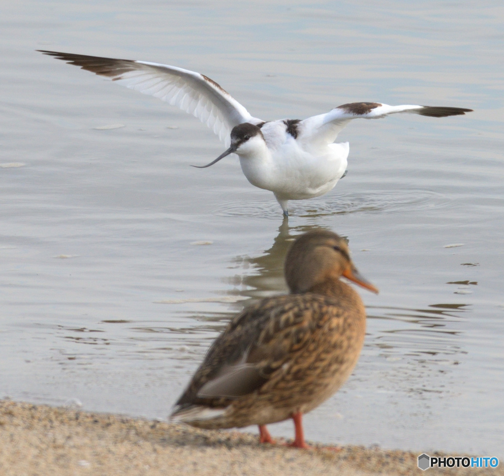 初めてのソリハシセイタカシギ⑰