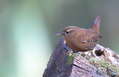 ミソサザイ2020⑧