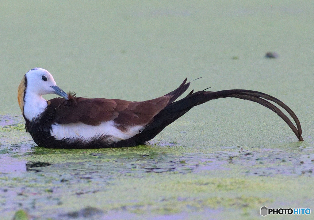 レンカクの羽繕い