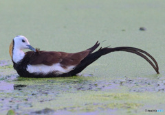 レンカクの羽繕い