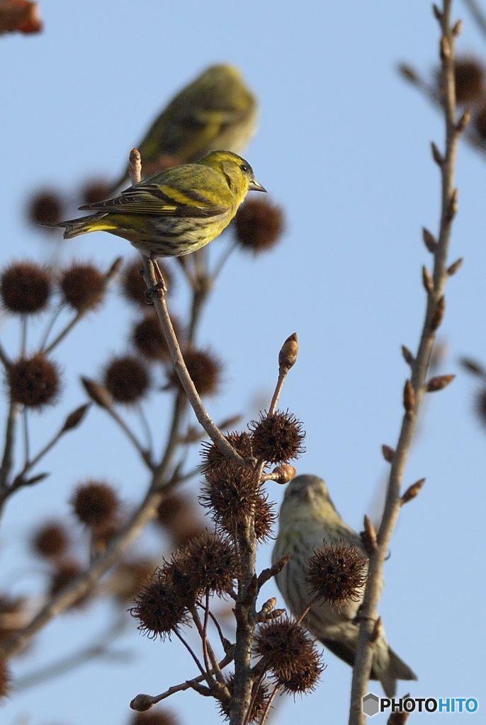 マヒワをトリオで