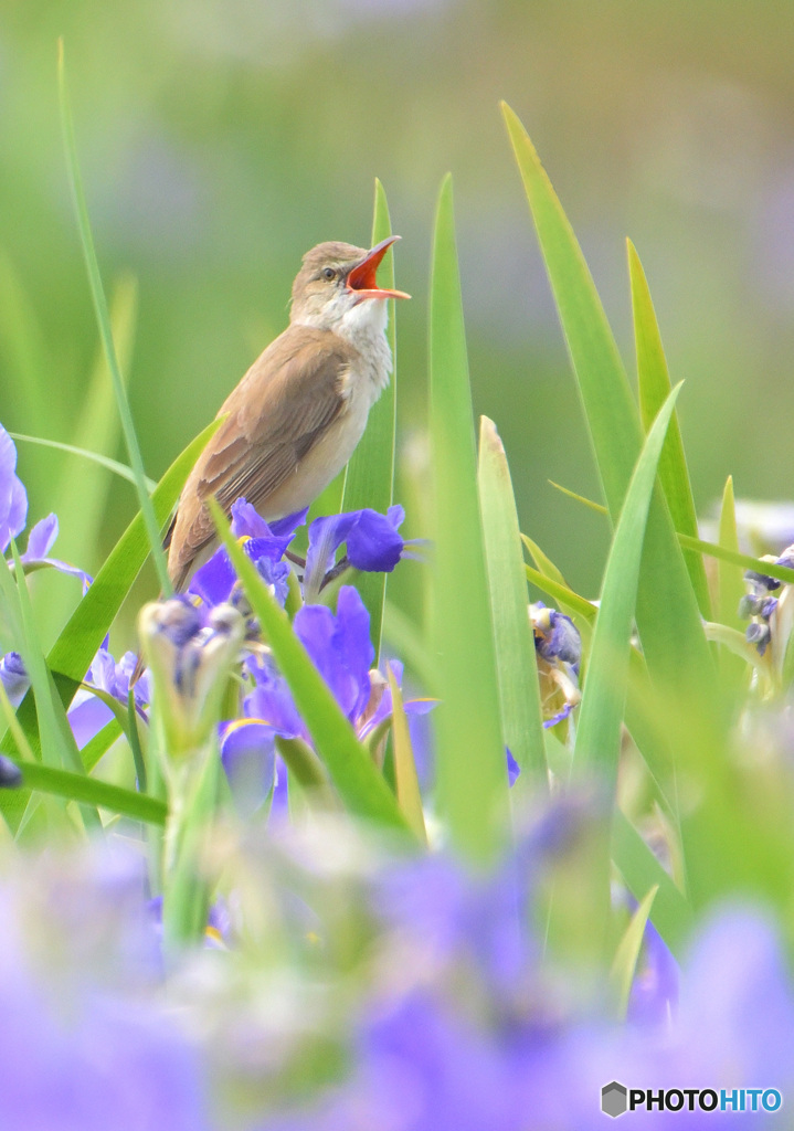 在庫のオオヨシキリ②