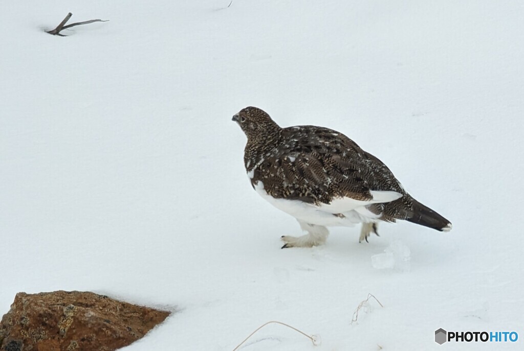 スマホで撮れる雷鳥さん