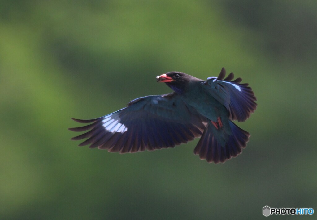 ７月のブッポウソウ⑧