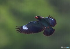 ７月のブッポウソウ⑧