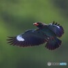 ７月のブッポウソウ⑧