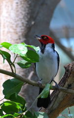 囀るノドグロコウカンチョウ