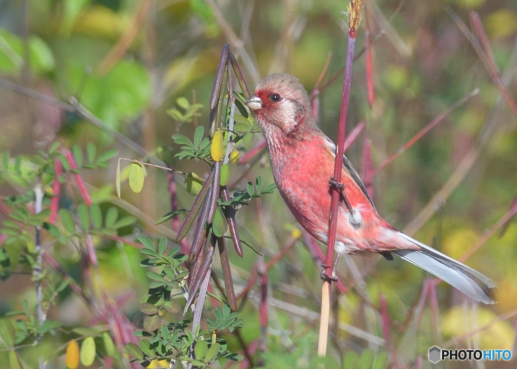 ベニマシコ君2021②