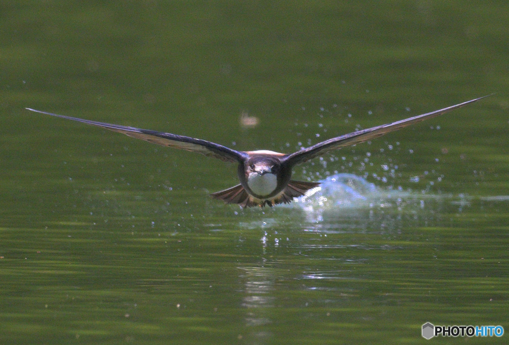 ハリオアマツバメ2022㉗