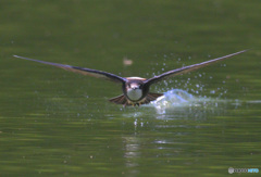 ハリオアマツバメ2022㉗