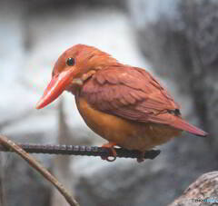 上野のリュウキュウアカショウビン
