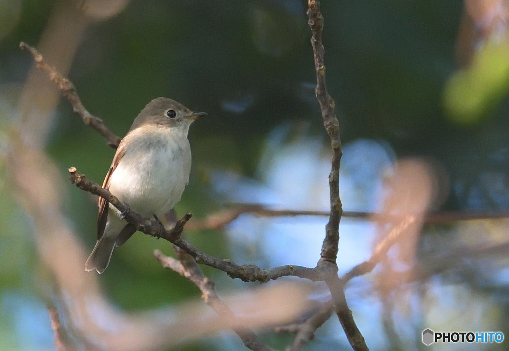 オジロビタキ？