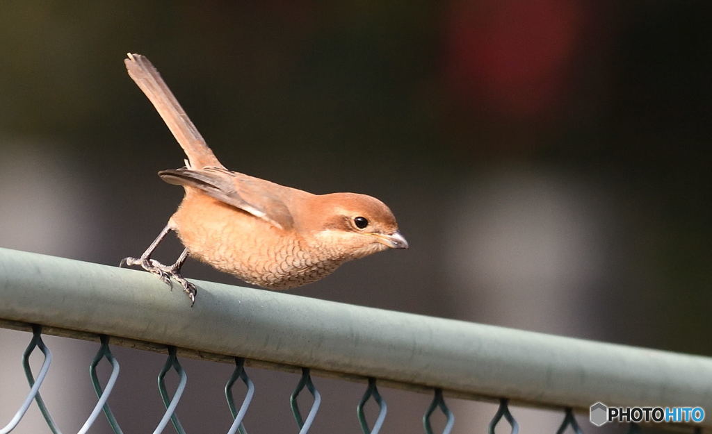 百舌鳥さんの飛び出し
