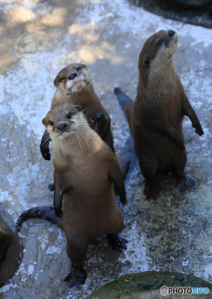 カワウソ家族