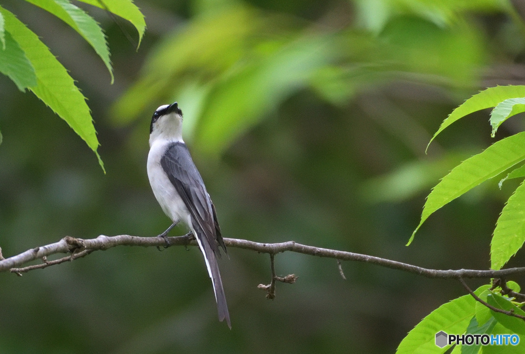見返りサンショウクイ