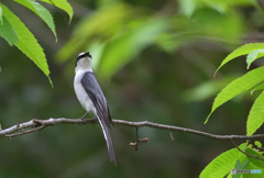 見返りサンショウクイ