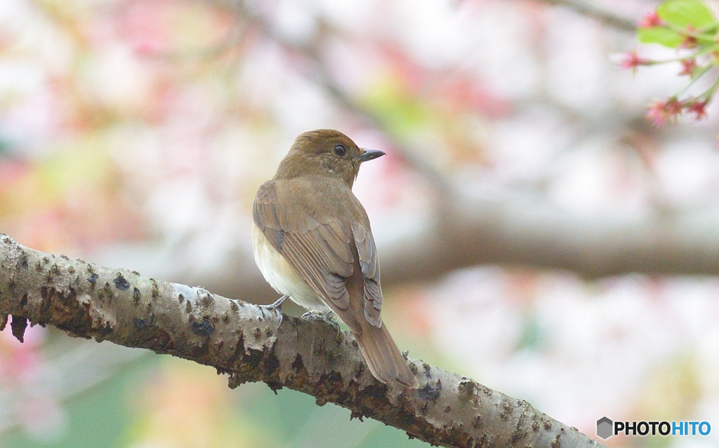 桜にオオルリ♀Ⅱ