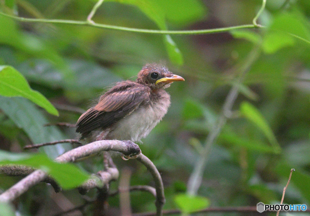 サンコウチョウの幼鳥②