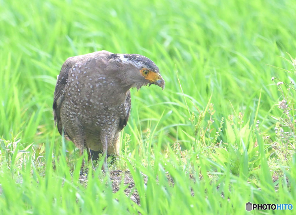 初めてのカンムリワシ⑤