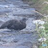 遊歩道のライチョウをスマホで