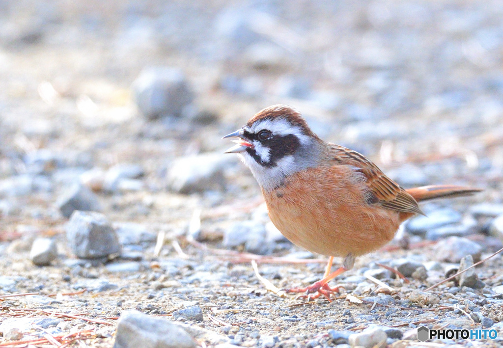 ホオジロのお散歩