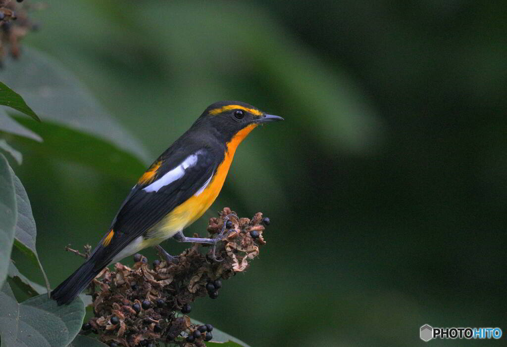 在庫のキビタキ君