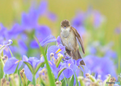 菖蒲にオオヨシキリ㉙