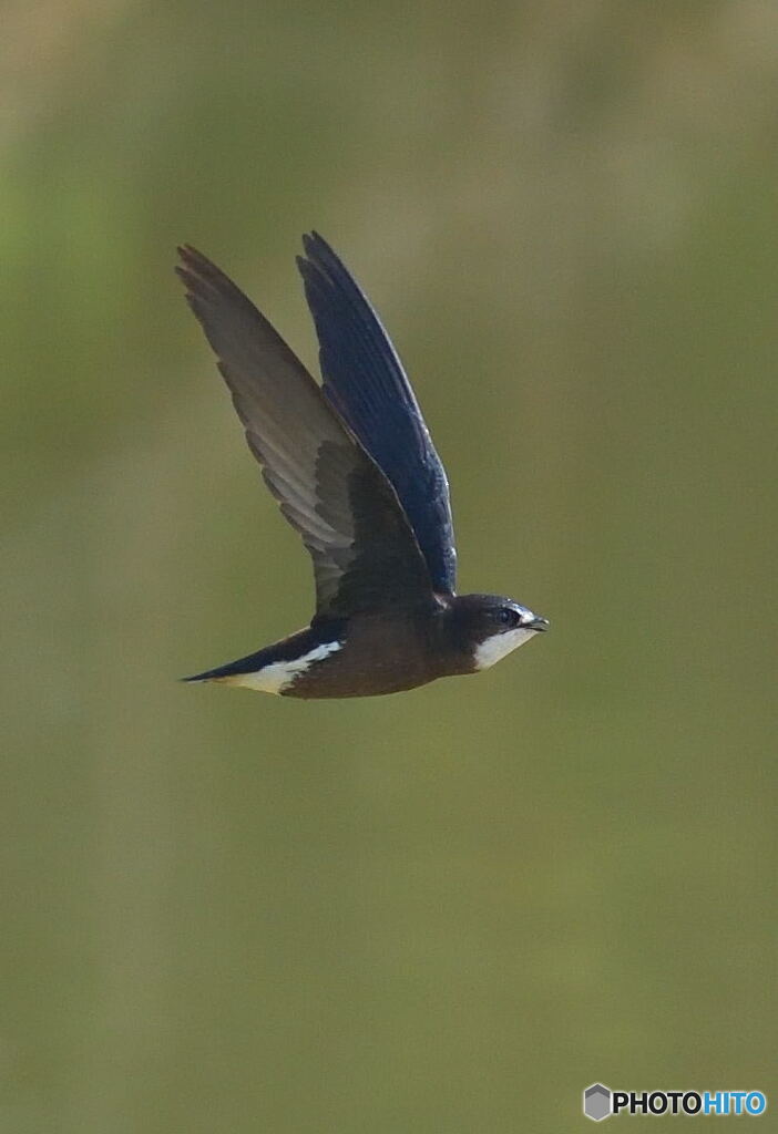 ハリオアマツバメ⑥