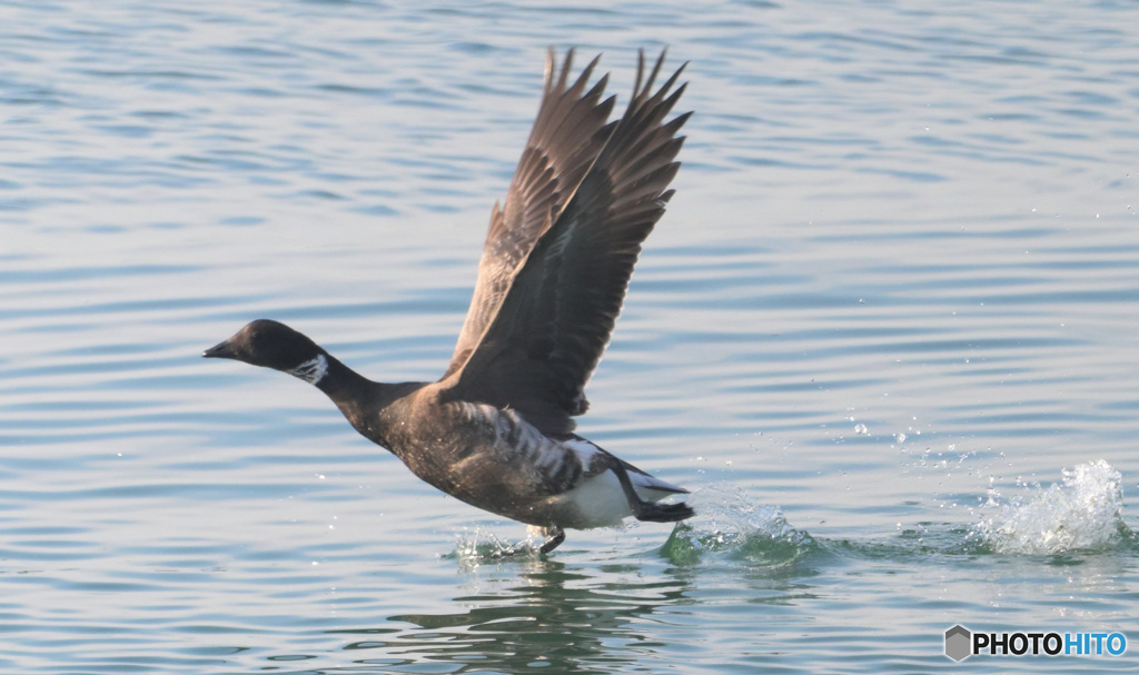 コクガンの飛び出し