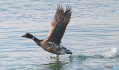 コクガンの飛び出し