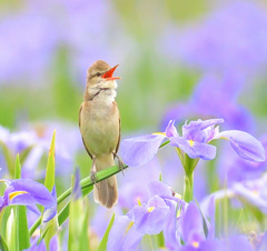 花菖蒲にオオヨシキリ㉕