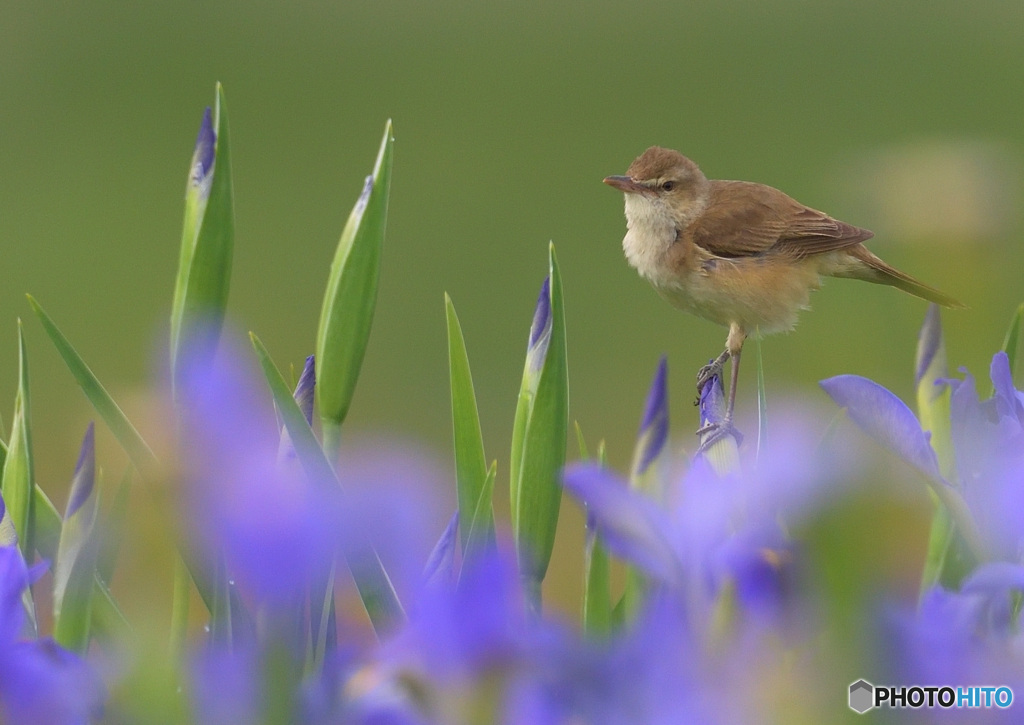 ちょっとお澄まし